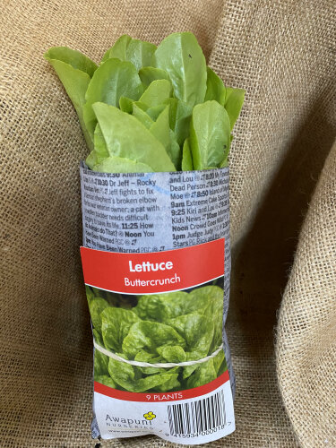 Lettuce - Buttercrunch